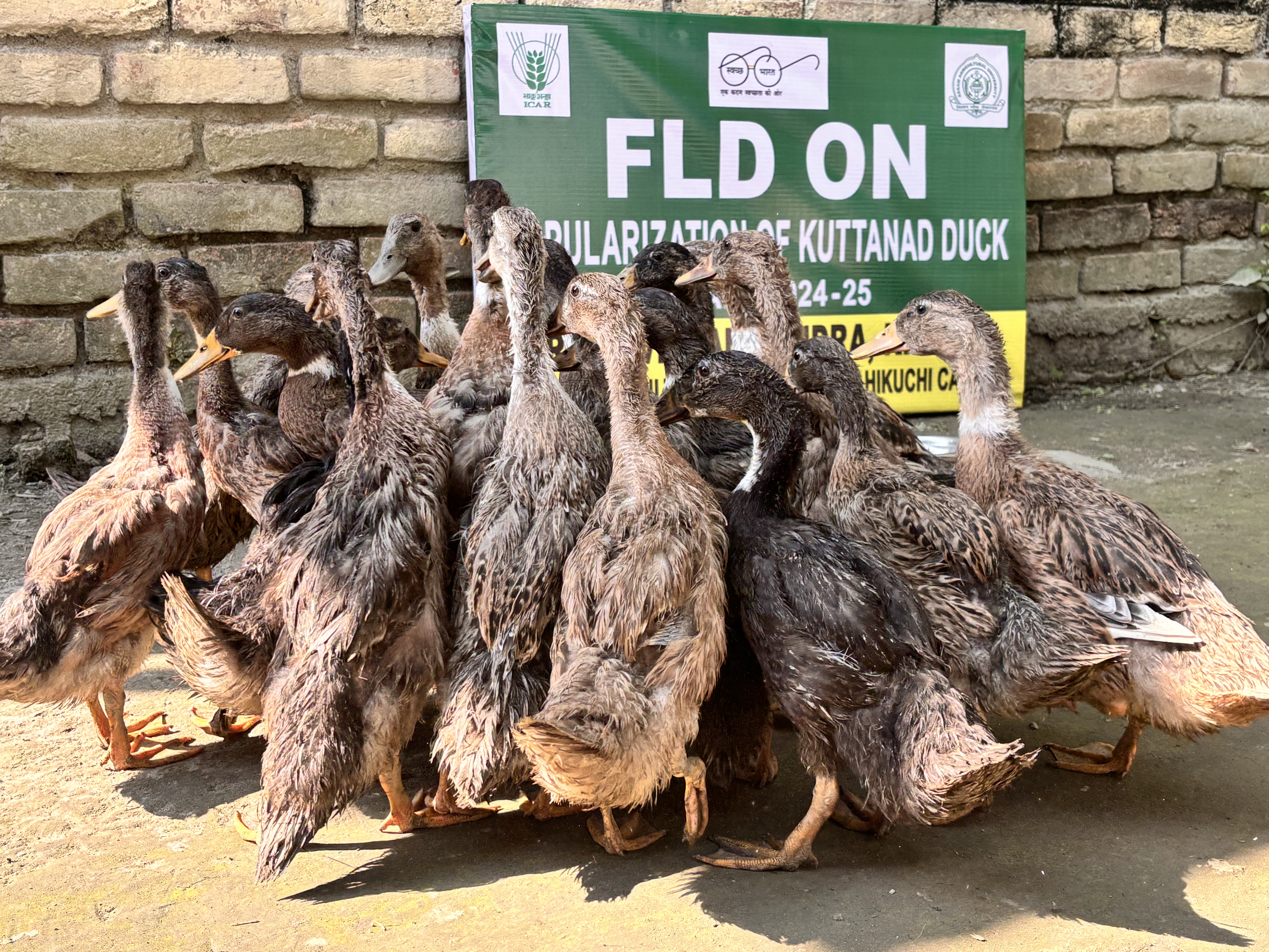 Dragonfruit orchard of KVK Kamrup